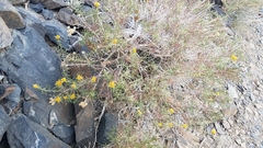Chrysothamnus viscidiflorus viscidiflorus