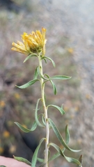 Chrysothamnus viscidiflorus viscidiflorus