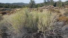 Ericameria nauseosa hololeuca