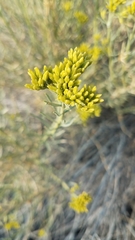 Ericameria nauseosa hololeuca