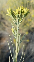 Ericameria nauseosa hololeuca