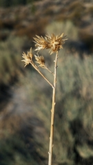 Ericameria nauseosa hololeuca