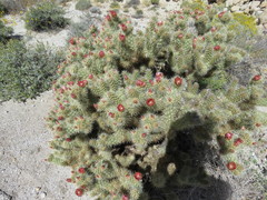 Cylindropuntia wolfii