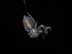 Megafreya sutrix