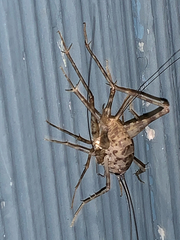 Tachycines asynamorus