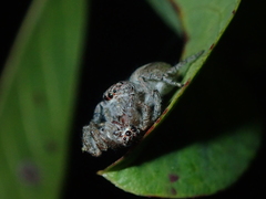 Megafreya sutrix