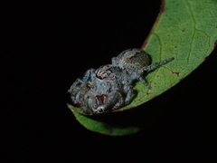Megafreya sutrix