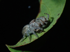 Megafreya sutrix