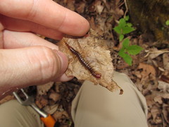 Scolopocryptops nigridius