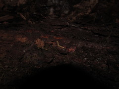 Andrognathus corticarius