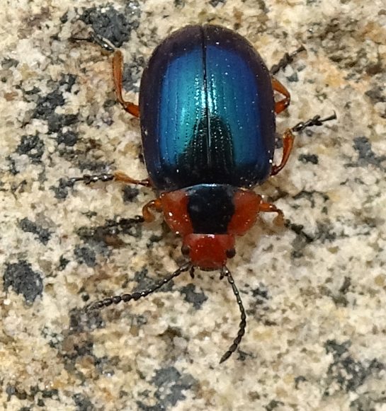 Phaedon semimarginatus