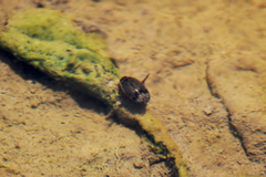 Thermonectus nigrofasciatus