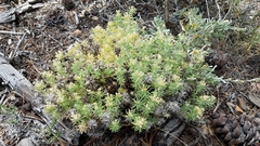 Leptosiphon nuttallii pubescens