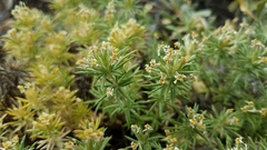 Leptosiphon nuttallii pubescens