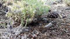 Leptosiphon nuttallii pubescens