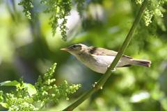 Phylloscopus borealis
