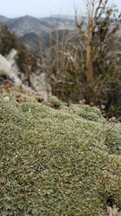 Petrophytum caespitosum caespitosum