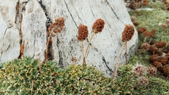 Petrophytum caespitosum caespitosum