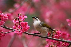 Styan's Bulbul photo 4