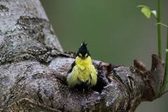 Machlolophus holsti