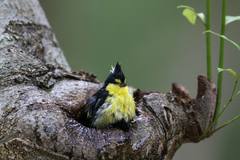 Machlolophus holsti