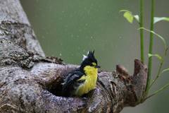 Machlolophus holsti