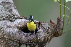 Machlolophus holsti