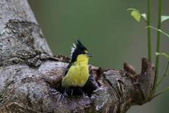 Machlolophus holsti