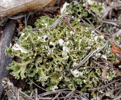 Cladonia robbinsii