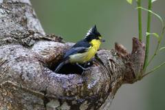 Machlolophus holsti