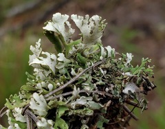 Cladonia robbinsii