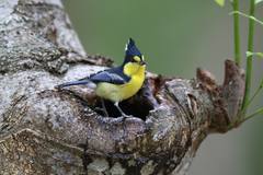 Machlolophus holsti