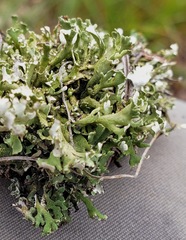 Cladonia robbinsii
