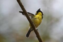 Machlolophus holsti