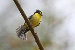 Machlolophus holsti