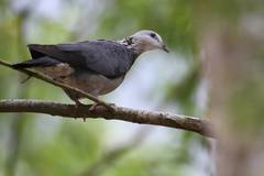 Columba pulchricollis