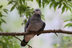 Columba pulchricollis