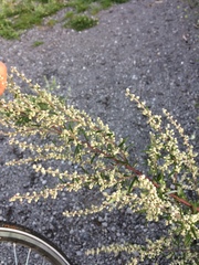Artemisia vulgaris