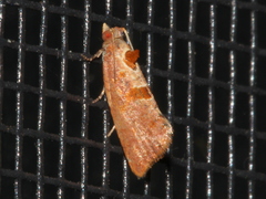 Glyphidoptera insignana