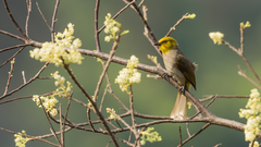 Pycnonotus xantholaemus