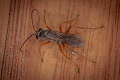 Auplopus mellipes