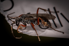 Auplopus mellipes