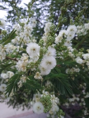 Acaciella angustissima