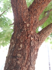 Acaciella angustissima