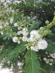 Acaciella angustissima