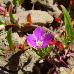 Clarkia gracilis gracilis