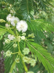 Acaciella angustissima