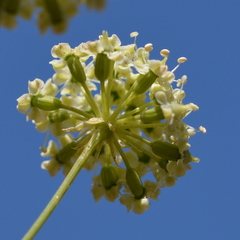 Perideridia californica