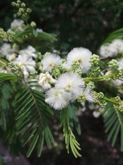 Acaciella angustissima