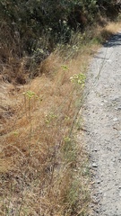 Perideridia californica